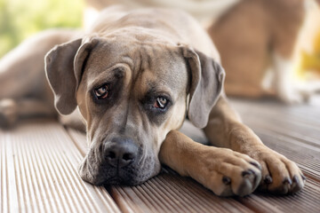 Fototapeta premium lying The Cane Corso. The Cane Corso is an Italian breed of mastiff.