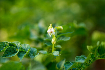 Potato flowers. Green-collar background