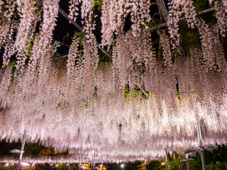 Illuminated light pink Japanese wisteria trellis (Ashikaga, Tochigi, Japan)