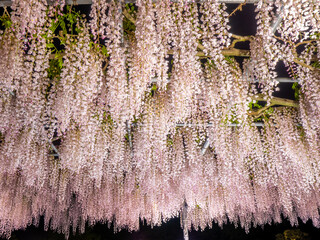 Illuminated light pink Japanese wisteria trellis (Ashikaga, Tochigi, Japan)