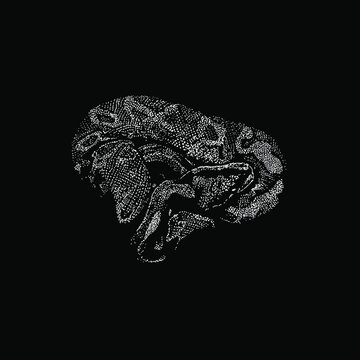 Ball Python hand drawing vector illustration isolated on black background
