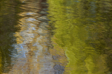 Fresh  trees reflecting on a lake surface