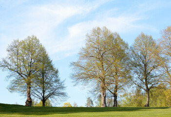 Linden trees in row 