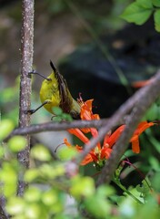 honey bird sucking a honey from flowers