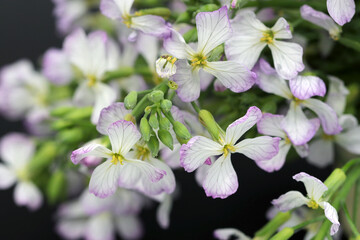 Bunch of Japanese spicy radish flower head, cute macro close up photography.