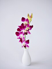 Violet purple orchids flowers in vase on table window light ,flora Cooktown orchid background or wallpaper ,copy space for lettering ,women's day ,mother's day ,spa relaxation ,still life for products