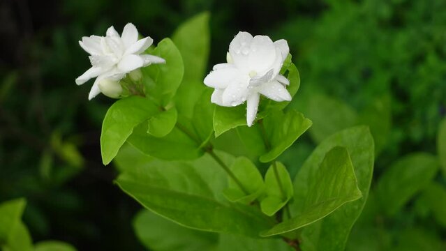 White Jasminum Sambac (Arabian Jasmine) flower is blooming on a green tree. White and green flower closeup background. 4k video.