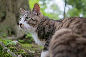 Wild cat living in a Japanese forest