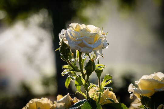 Roses jaunes
