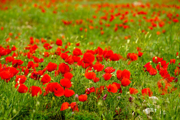 Corn poppy flower field close up view