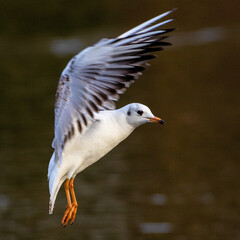 A black headed gull hovering in flight with a water background