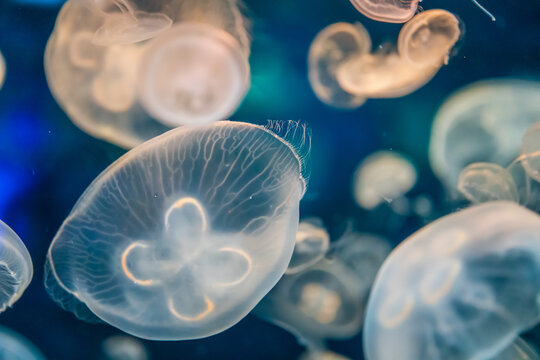 ミズクラゲ Images Browse 667 Stock Photos Vectors And Video Adobe Stock ミズクラゲ Images Browse 667 Stock Photos Vectors And Video Adobe Stock