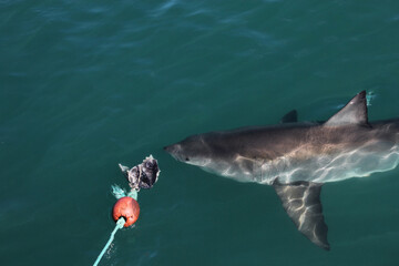 great white shark baited for cage divers