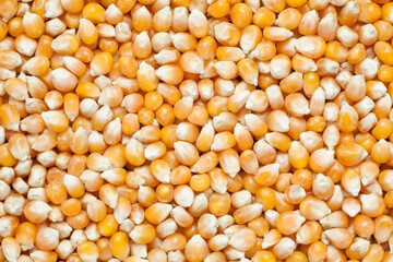 Close-up of  yellow corn seed background