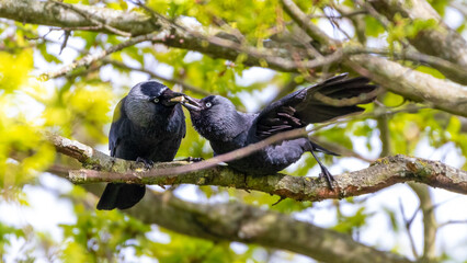 An adult Jackdaw feeding it's young whilst perched on a branch in a tree