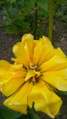 Fototapeta premium yellow flower in the garden