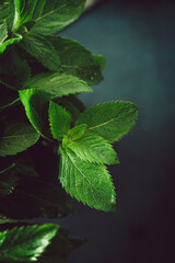 Mint leaf in water