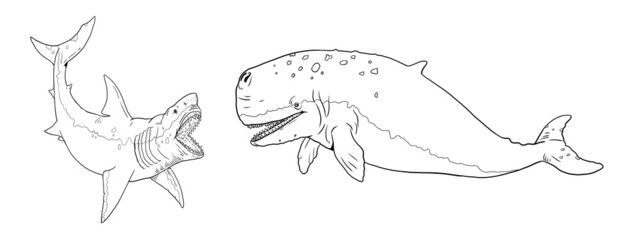 Shark megalodon attacks a prehistoric whale Livyatan. Battle of the animals illustration. Template for coloring book.