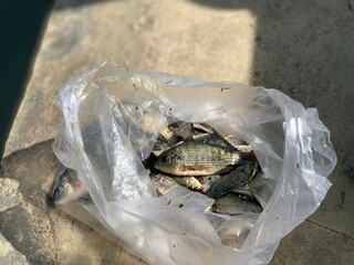 group of fresh tilapia in a plastic bag on the riverside