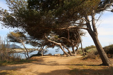 Île des Embiez à Six-Fours-les-Plages dans le Var, paysage avec des pins bordant un chemin le long de la côte (France)