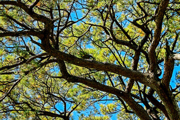 The pine tree on blue sky