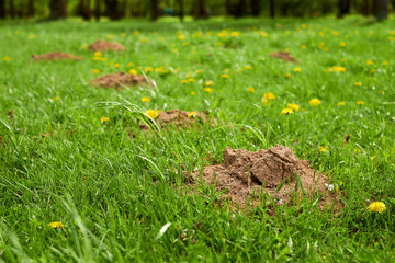 Naklejka na ściany i meble Molehills on lawn in the garden. Damaged lawn. Plague of mole hills