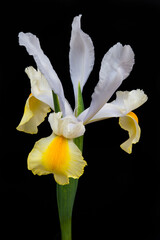 Iris flower on a black background