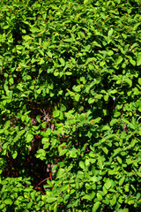 Green bushes at palace summer garden