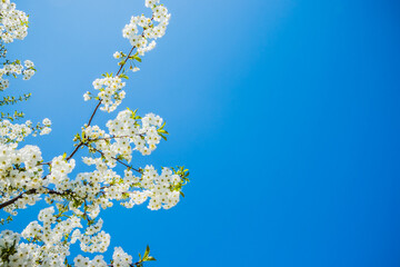 Wild cherry flowers blooming in spring. Wild cherry blossoms with white flowers against a blue sky. Delicate flowers of wild cherry