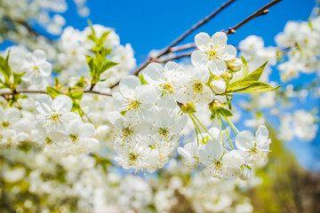 Obraz premium Wild cherry flowers blooming in spring. Wild cherry blossoms with white flowers against a blue sky. Delicate flowers of wild cherry