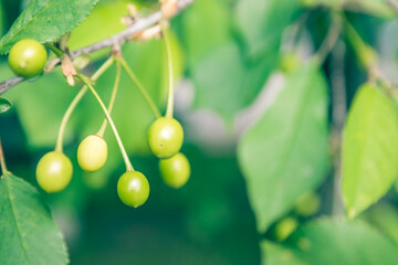 Unripe green cherries ripen on the tree in spring, shallow depth of field, green leafs background