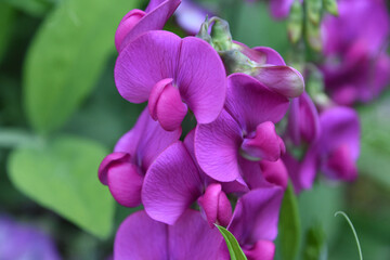 Gorgeous Flowering Pink Sweet Pea Flower Blossoms