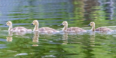 4 young cygnets swimming in line along a river