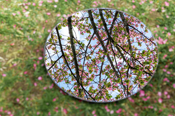 nature and flora concept - close up of cherry tree blossoms reflection in round mirror on ground in...