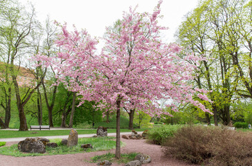 nature, botany and flora concept - blooming cherry tree with blossoms in spring garden or park