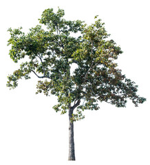 lonely tree on a white background beautiful tree Suitable for use in architectural design or decorative applications. Applies to natural articles both in print and on the web.