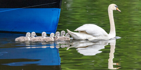 Young Swans in line behind Female Swan going past a blue boat