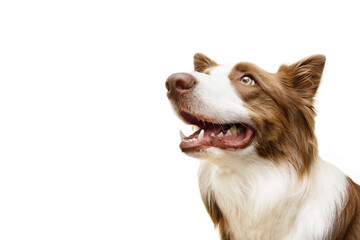 Portrait brown border collie dog begging food and looking up. Isolated on white background - obrazy, fototapety, plakaty