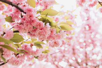 Beautiful cherry blossom sakura in spring time on nature background. Botanical garden concept. Tender bloom. Aroma and fragrance. Spring season. Tenderness. Branch of sakura. Perfumery concept.