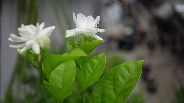 White Jasminum Sambac (Arabian Jasmine) flower is blooming on a green tree. White and green flower closeup background. 4k video.