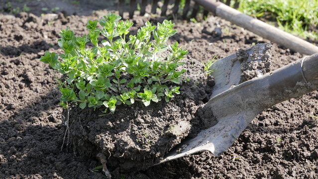 Work in garden, digging in soil, preparing ground for planting, gardening.