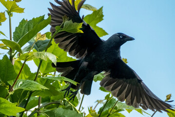 Kauw -Jackdaw