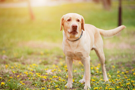Labrador retriever dog in the park