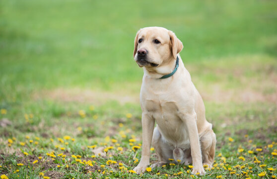 Labrador retriever dog sitting in the park