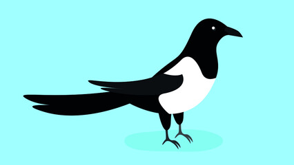 Magpie stands on its paws and looks away