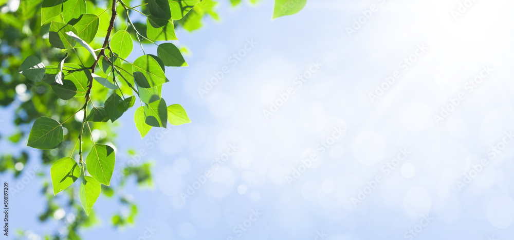 Poster tree branch with leaves in front of blue sunny sky