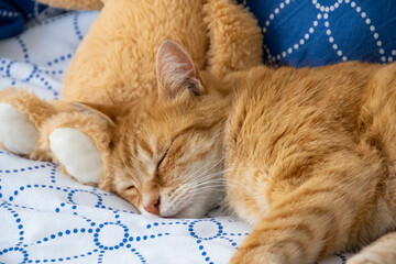 chat roux qui dort dans un lit avec un nounours 