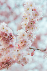 Naklejka premium Blooming tree with light pink flowers close up.