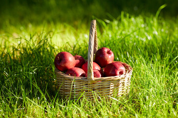 season, gardening and harvesting concept - red ripe apples in wicker basket on grass
