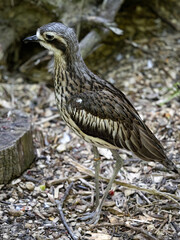 The Bush Thick-knee, Burhinus grallarius, looks around.